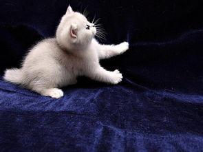 小猫老弟爆料视频,幕后真相大曝光！  第2张